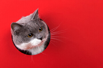 A cute gray cat peeking out of a hole on a red background. Concept, template, copy space.