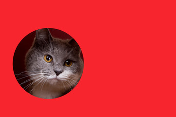 A cute gray cat peeking out of a hole on a red background. Concept, template, copy space.