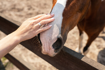 Dark bay horse in paddock on a sunny day. Beautiful pet, horseback riding, petting zoo, animal treatment.