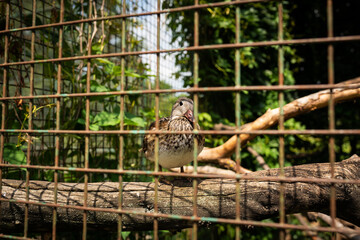 A beautiful colorful mandarin duck sits on a branch in a zoo.