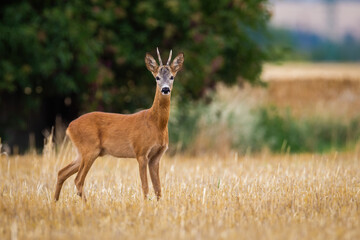 Roe deer, capreolus capreolus, looking to the camera on stubble in summer. Antlered male mammal standing on field. Roebuck watching on farmland in summertime.