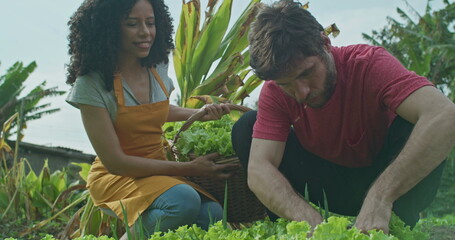 Young people cultivating lettuces at small organic farm. Young urban farmer man and woman at...