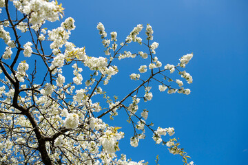Branches of white japanese cherry blossoms against a clear blue sky background. Low angle of...