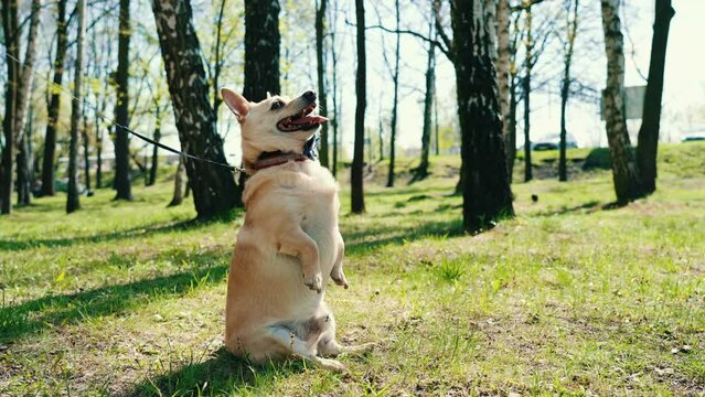Outdoor shot of a funny adorable mixed-breeded dog sitting on the grass with his front paws held up high.