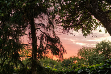 Fototapeta premium Stunning view of a jungle sunset in a green wilderness. Magical forest with lush greenery and wild trees at dawn for copy space background. Peaceful and quiet nature landscape of mysterious woodland