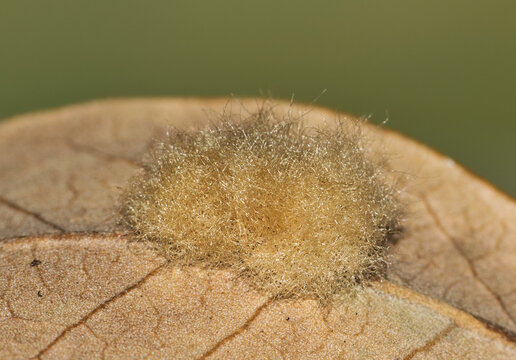 Woolly leaf gall on a dead Live Oak leaf, caused by Andricus quercuslanigera wasp.