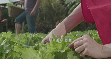 Closeup of female hands touching fresh lettuces at small community farm. Woman picking green vegetable outdoors
