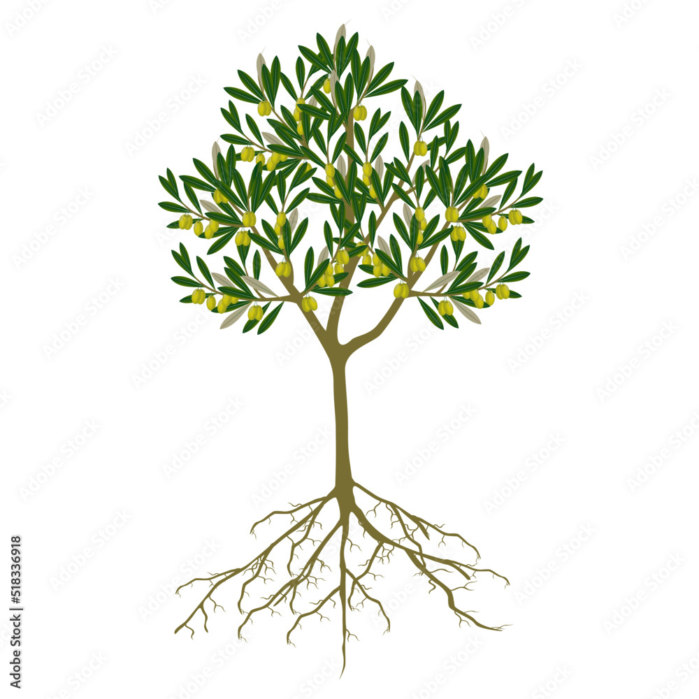 Canvas Prints tree with green olives and roots on a white background.