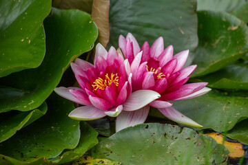 Macro Two pink water lily lotus flowers and green round leaves on a pond
