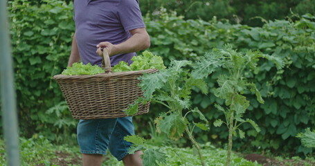 Fototapeta premium One older man carrying basket with food at community farm. Closeup hand holding organic food inside basket collecting vegetables at locally grown garden