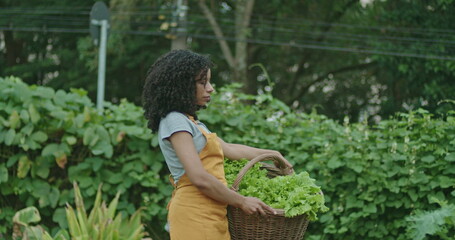 Naklejka na ściany i meble One black woman holding basket carrying vegetables at urban farm wearing apron. Person carries organic food outdoors