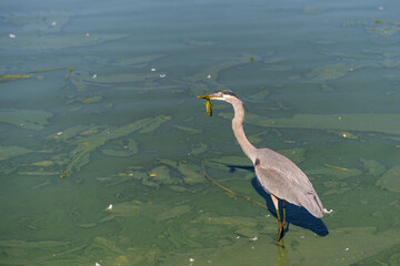 Great blue heron (Ardea cinerea) holds a fish in its beak. Great blue heron fishes in green blooming water.