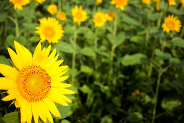 ひまわりとミツバチ