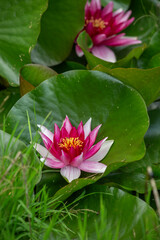 Fototapeta premium Two pink water lily lotus flowers and green round leaves on a pond. Vertical frame.