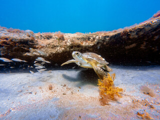 hawksbill sea turtle swimming in ocean
