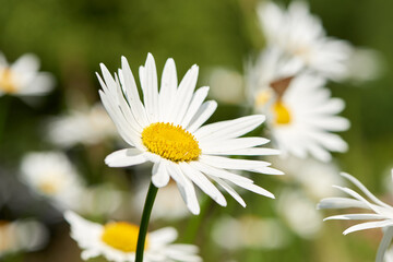 Obraz premium Beautiful vibrant daisies growing in a backyard or park in spring season. One white daisy Marguerite flower with sunlight in a garden. Closeup details of pretty bright flower petal outdoor in summer.