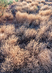 672-67 Desert Shrub Patterns