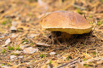 White mushroom growing in the autumn forest. Boletus. picking mushrooms
