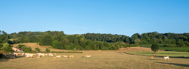 Fototapeta na wymiar calves and cows in early morning countryside of south limburg in the netherlands