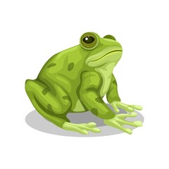 Frog sitting animal species cartoon illustration vector