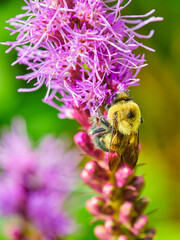 Common eastern bumble bee pollinates a purple dense blazing star 