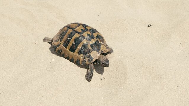 Close up footage of big turtle walking on sand near beach during sunny day.