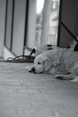 Plakat mat