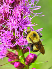 Common eastern bumble bee pollinates a purple dense blazing star 