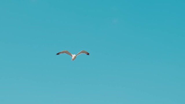 Footage of single seagull flying over sky background.