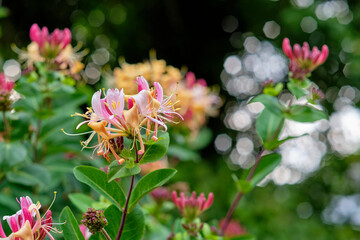 European honeysuckle flower blooming in a garden. Closeup details of colorful flower petals outdoor...
