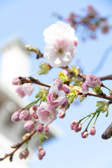 Cherry blossoms at Trinity College in Dublin, Ireland, bloom on a bright sunny day in the country's capital. Beautiful, dainty, delicate, lovely, springtime, flora, nature, rebirth. 