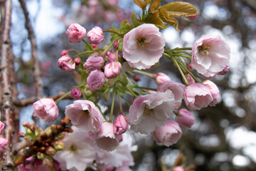 Cherry blossoms at Trinity College in Dublin, Ireland, bloom on a bright sunny day in the country's capital. Beautiful, dainty, delicate, lovely, springtime, flora, nature, rebirth. 