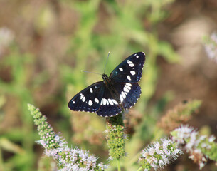 Papillon bleuté, Sylvain Azuré, Limenitis reducta, protection de la nature et biodiversité