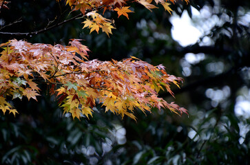 紅葉