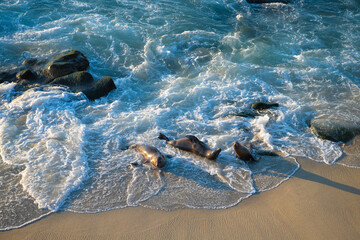 Wild seals marine mammal animals swimming in sea waves © be free