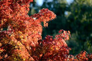 紅葉