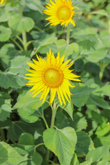 sunflower in the field