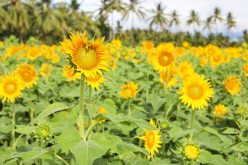 yellow flowers in the field
