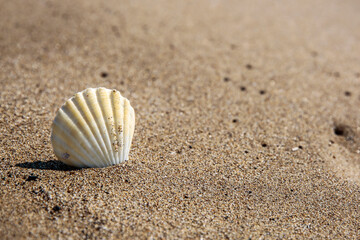 Fototapeta na wymiar Natural sea shells on the seashore on a beautiful sunny day