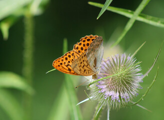 Papillon orange, Tabac d'Espagne, Argynnis paphia, protection de la nature et biodiversité