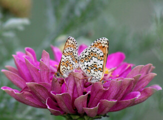 Papillons orange, Mélitée du Plantain, Melitaea cinxia, protection, de la nature et biodiversité