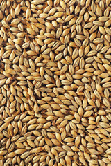 Barley, malt, rice grains texture for background. Organic natural food background with copy space for text, top view. Close up wheat grains flat lay. Healthy food macro concept.