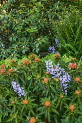 Bluebell and peking spurge flowers in a green park. Nature landscape of purple blue and orange...