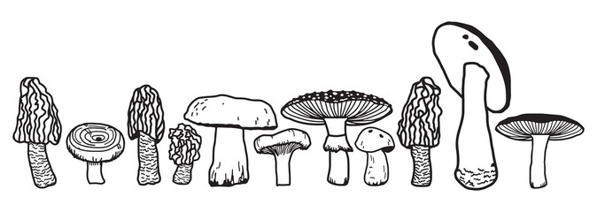 Mushrooms isolated sketch set. Autumn forest fungi. 
Family of edible mushrooms, healthy organic food. Hand Drawn collection of mushrooms. 