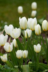 White tulips growing in a garden. Didiers tulip from the tulipa gesneriana species blooming in spring in nature. Closeup of pretty natural flowering plant in a park with green stems and soft petals