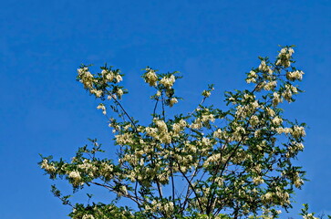 Branch with fresh bloom  of acacia-tree or Common locust flower in park, Sofia, Bulgaria