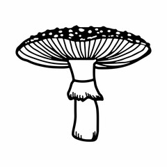 Illustration of mushrooms growing in the forest. Hand drown mushroom. Doodle illustration mushroom.Forest poisonous mushroom, Medicinal plant.