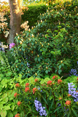 Colorful garden with different plants and flowers in the sun. Bright spanish bluebells, great laurels and barrenwort leaves growing in a park. Vibrant nature with views of lush foliage in spring
