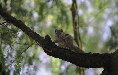 Obraz premium Squirrel