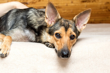 dog mongrel lying on the couch